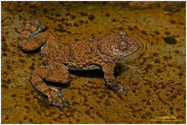 bombina pachypus, val fontanabuona