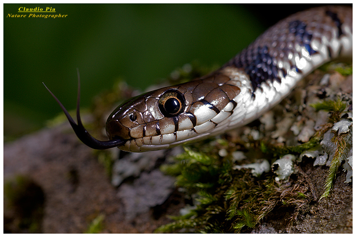 natrix natrix, biscia collare val fontanabuona