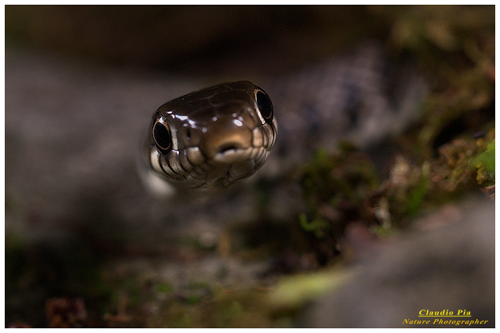 natrix natrix, biscia collare val fontanabuona