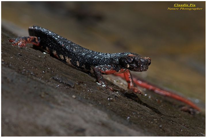 salamandrina occhiali, perspicillata, val fontanabuona