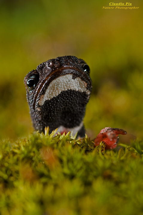 salamandrina occhiali, perspicillata, val fontanabuona