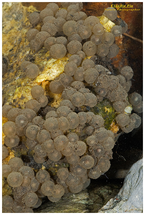 salamandrina occhiali, perspicillata, val fontanabuona