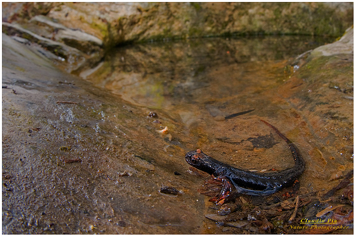 salamandrina occhiali, perspicillata, val fontanabuona