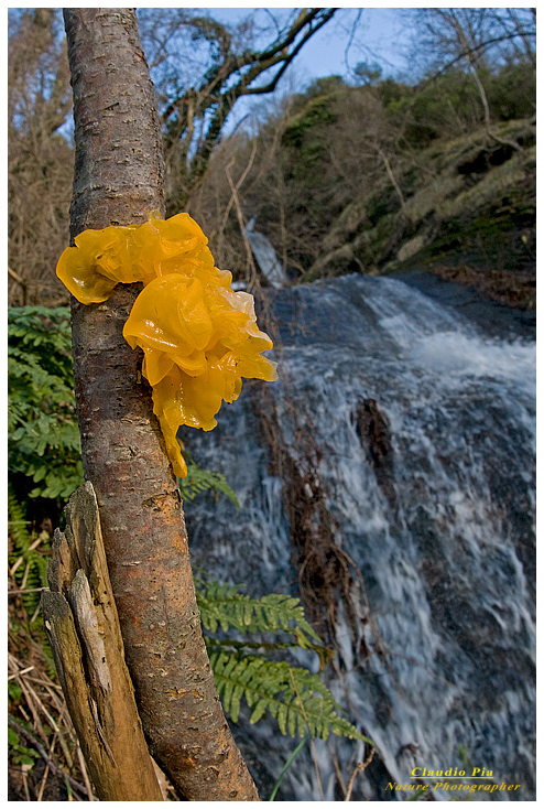 tremella mesenterica, fungo, val graveglia